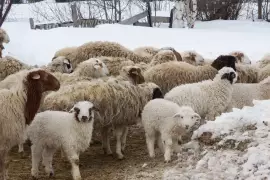 Продам овец с ягнятами, 1 ₽